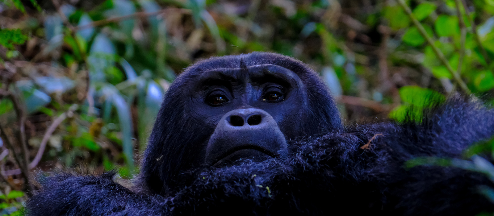 Book gorilla Safaris