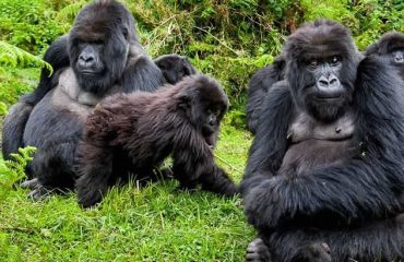 12 Days gorilla trekking and wildlife Safari