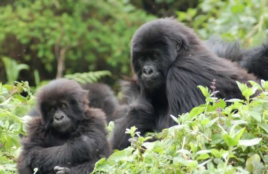 12 Days gorilla trekking and wildlife Safari tour in Uganda