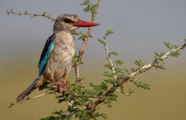 Birding tour in Murchison Falls National Park