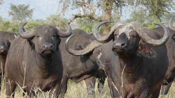 Buffalos in uganda