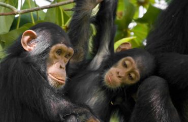 Chimpanzee Tracking Budongo forest