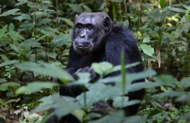 Chimpanzee in kalinzu Queen elizabeth Ntaional park
