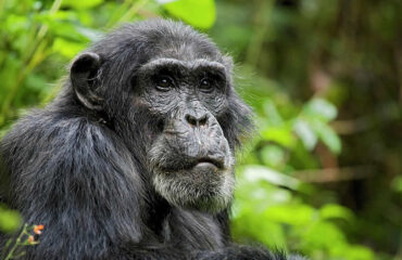 Chimpanzee uganda kibale
