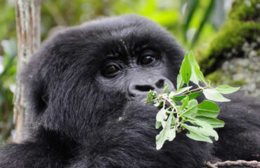 Days Uganda Gorilla Trekking And Wildlife Tours