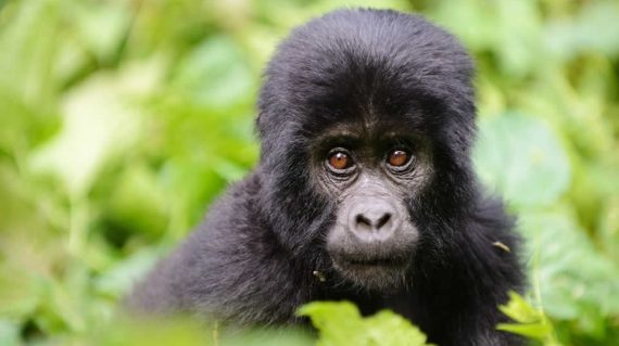 Gorilla bwindi impenetrable national park