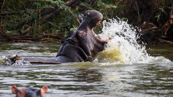 Hippopotamuse on Murchison Falls National Park