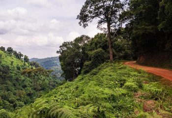 How to access Bwindi Impenetrable Forest National Park