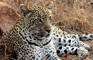 Leopard in Kidepo National Park Uganda