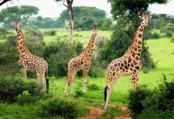 Mammals found in Murchison Falls National Park
