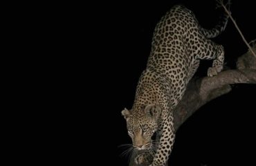 Night Game Drive on Murchison Falls National Park Luxury Safari