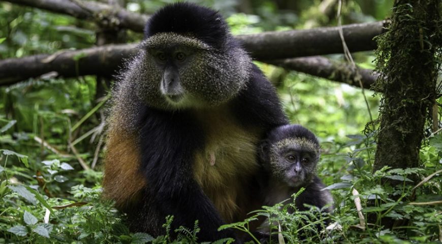 Primates of Gishwati-Mukura National Park