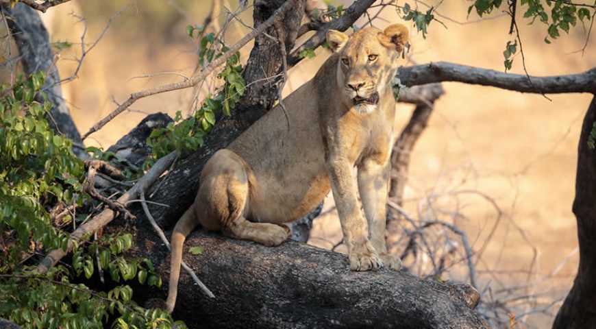 Tree climbing lions in Queen Elizabeth National park