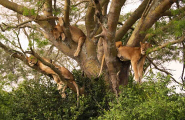 Tree climbing lions queen elizabeth