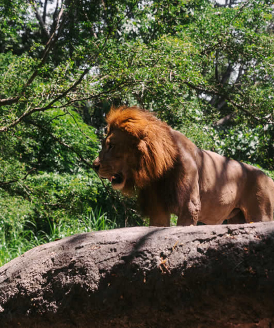 Uganda Classic Wildlife Safari