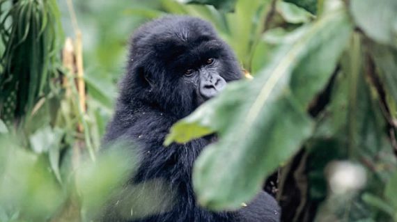 Uganda Gorilla Trekking Bwindi forest Park