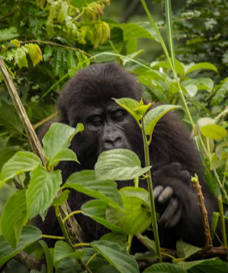 Uganda Gorilla Trekking tour to Bwindi National Park