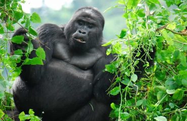 Uganda Gorilla Trekking tour to Bwindi forestNational Park