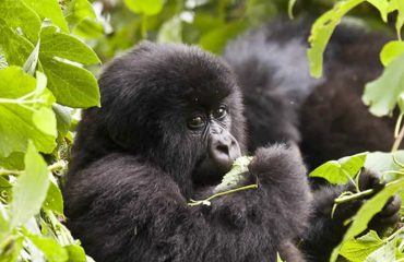 Uganda Gorilla Trekking tours