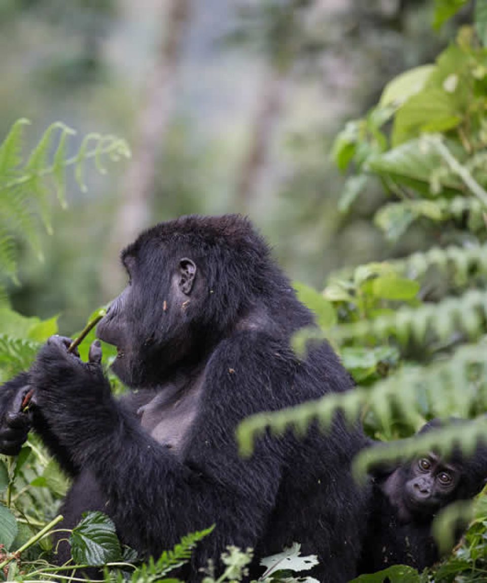 Uganda gorilla safaris and tour