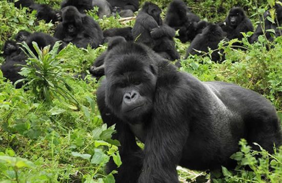 4 Days Uganda gorilla trekking tour to Bwindi impenetrable national park