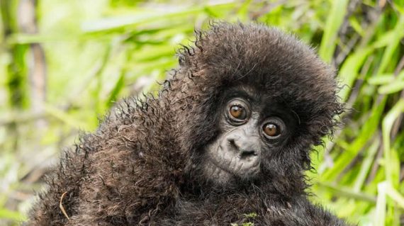 Uganda wildlife & Gorilla safari