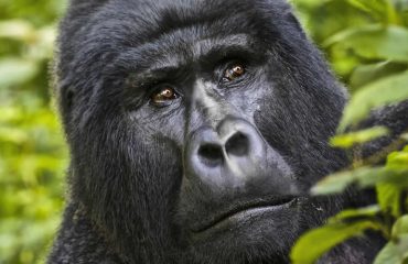 Uganda wildlife Safari With Gorilla tour