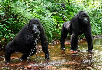 What to do in Bwindi Impenetrable National Park