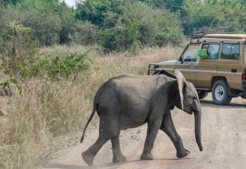 What to do in Queen Elizabeth national park