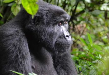 What to see in Bwindi Impenetrable Forest National Park