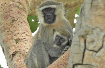 Wildlife Safari And Primate Tour