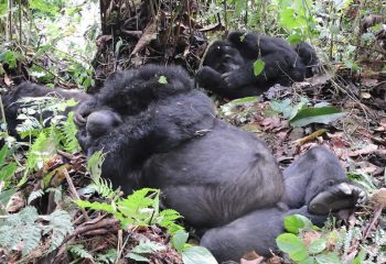 Wildlife in Mgahinga Gorilla National park