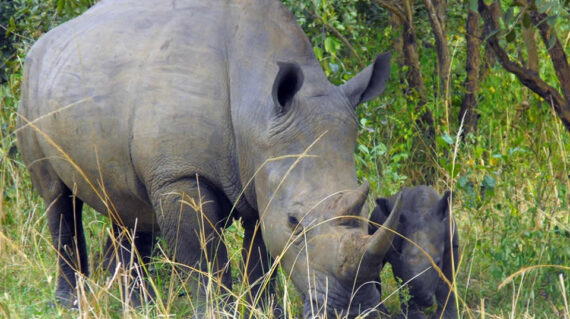 Zziwa Rhino Sanctuary
