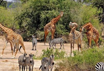 animals in Kidepo valley national Park
