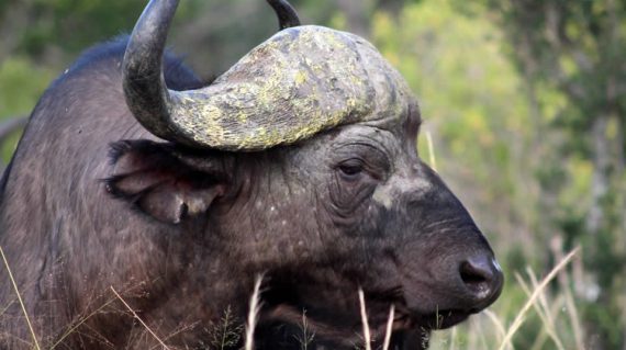buffalo in queen elizabeth national park