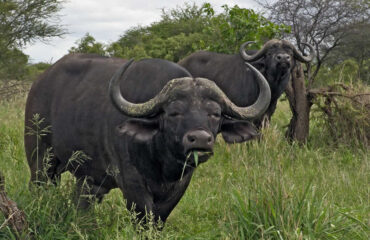 buffalo in uganda