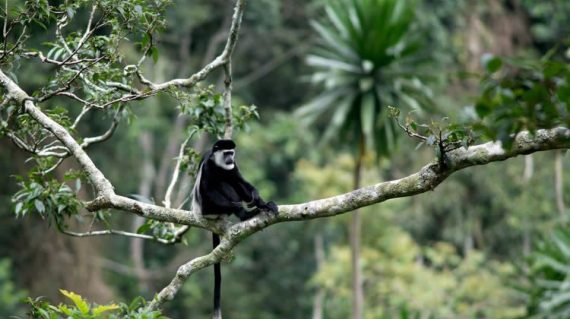 Colobus Monkey uganda