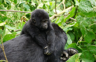 Gorilla Trekking In Bwindi Forest national Park