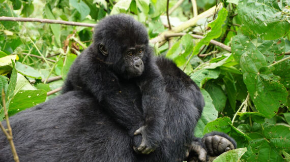 Gorilla Trekking In Bwindi Forest national Park