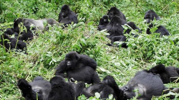 gorilla Bwindi impenetrable national park