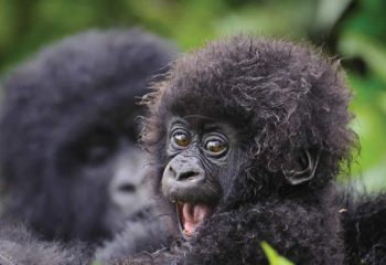 gorilla tour to Bwindi impenetrable national park