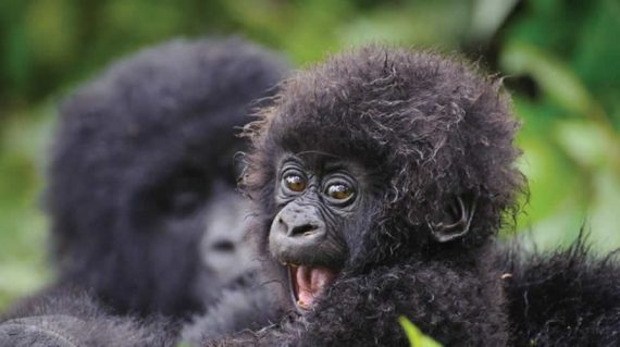 gorilla tour to Bwindi impenetrable national park