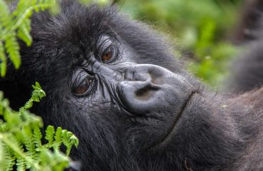 gorilla trekking and wildlife Safari tour in Uganda