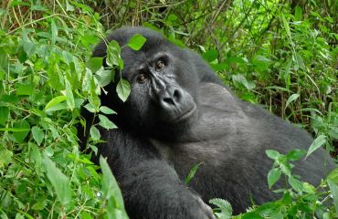 gorilla trekking tour to Bwindi impenetrable national park