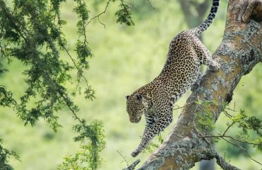 leopard in Queen Elizabeth National park