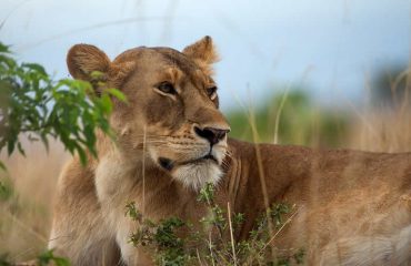 lion king on Murchison Falls National Park