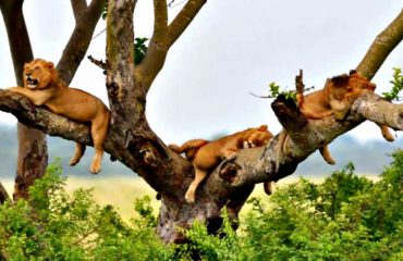 tree climbing lions in Queen Elizabeth National park