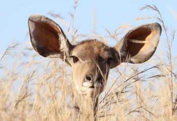 visit Kidepo Valley National park