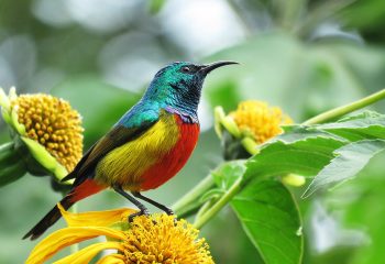 Bird Watching safaris in Uganda