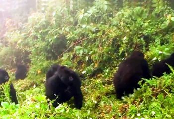 Best time to Trek Mgahinga gorillas-Uganda
